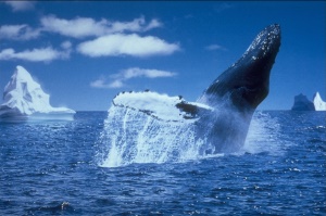 Bultrug walvis (Humpback Whale) | Bay of Fundy